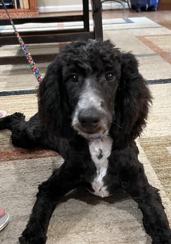 🐶 Playful Doodle & Poodle Mix Dogs Ready for Adoption in Bellaire ...