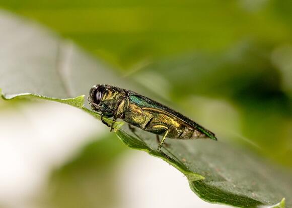 EAB Reported In Portland Area - NewsBreak