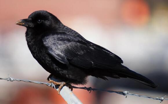 Why Do Crows Remember Human Faces? The Intelligence Scientists Continue ...