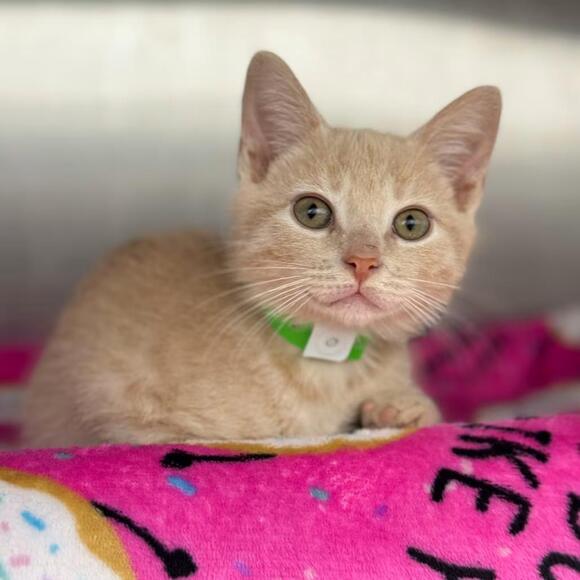 🐱 Playful, Silly & Sweet Cats Ready for Adoption in Fort Wayne - NewsBreak