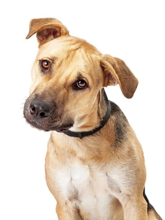 The Boggle Dog: Unraveling the Mystery of an Enigmatic Breed - NewsBreak