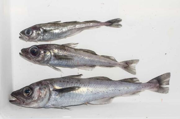 14 Types of Cod Fish Ranked by Size - NewsBreak