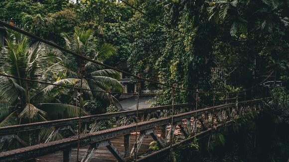 Canopy Bridges Offer New Pathways for Peru’s Amazon Wildlife - NewsBreak