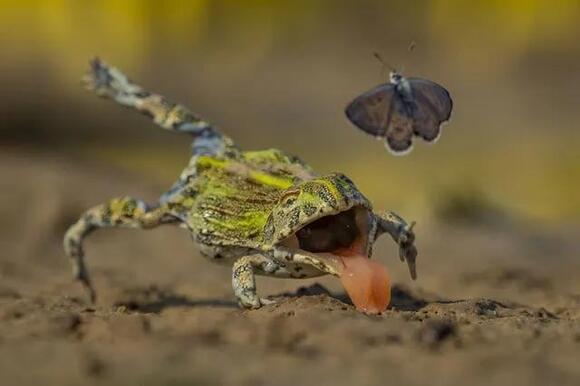 Wildlife Photographer of Year contest unveils preview of winning shots ...