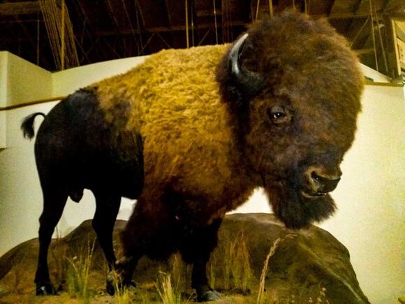 Oklahoma Tar Pits: Forgotten History of Tar Springs - NewsBreak