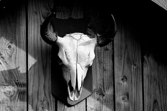 Taxidermy Laws in Pennsylvania: Licensing, Permits, and Federal Rules ...