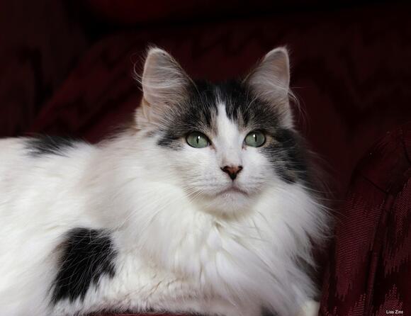 7 Cat Behaviors That Seem Strange (and 7 That Are Perfectly Normal for ...