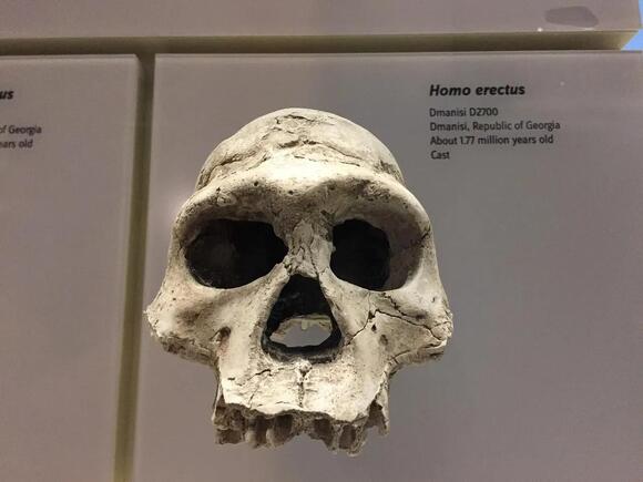 New Fossil Evidence Suggests Some Early Human Relatives Cared for ...