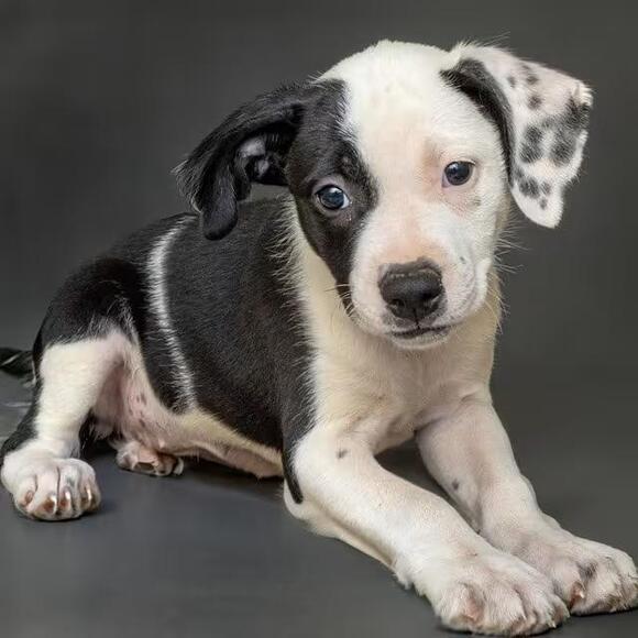 🐶 Playful Maryland Heights Dogs Ready to Join Your Family - NewsBreak