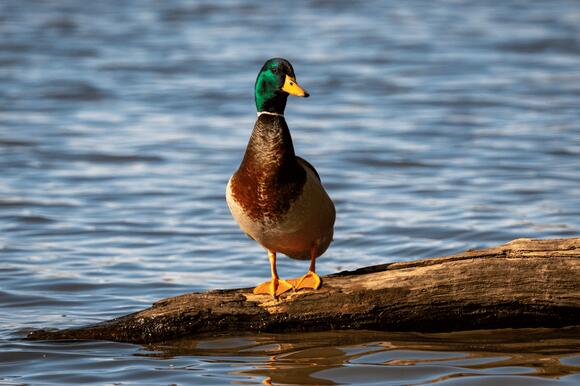America’s Fastest-Growing Wetland Is in an Unexpected State - NewsBreak