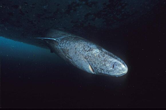 Why Some Animals Never Stop Growing—And What Stops Them - NewsBreak