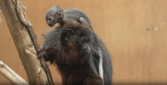 Rare Coppery Titi Monkey Born At UK Zoo As Part Of Conservation ...