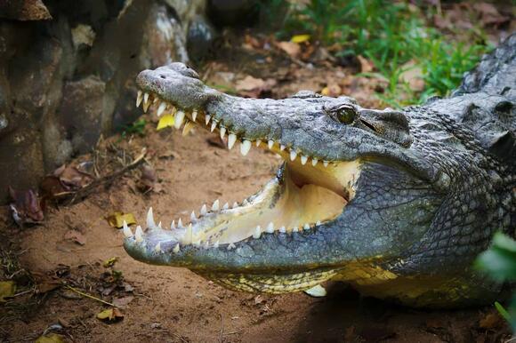 20-most-fearsome-creatures-of-the-amazon-rainforest-newsbreak