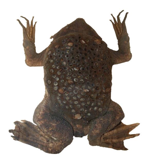 Mama Frogs Carry Babies on Their Backs - NewsBreak