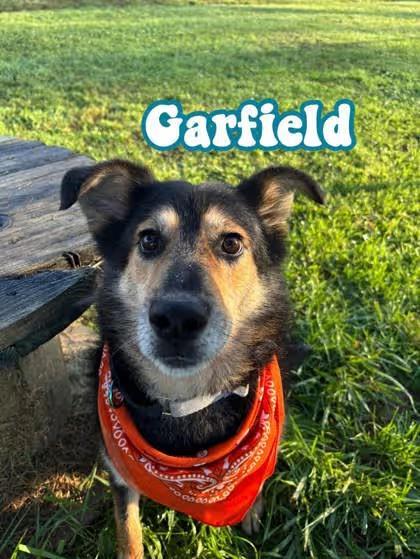 🐶 Friendly Louisville Dogs Ready for Adoption Today - NewsBreak