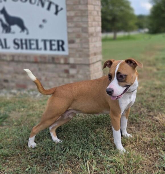 🐶 Friendly Elizabethtown Dogs Ready for Adoption Today - NewsBreak