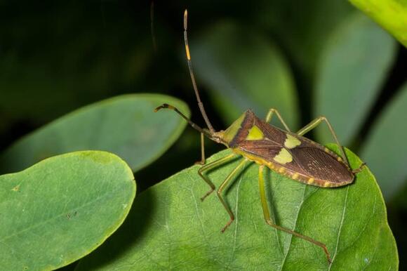 5 Bugs That Look Like Stink Bugs (Including 1 That’s Dangerous) - NewsBreak