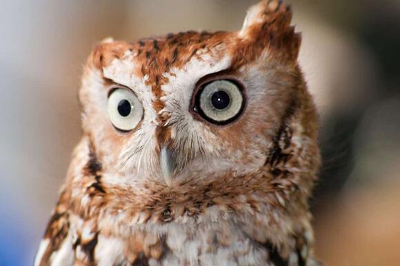 This Owl Sounds Like a Screaming Human - NewsBreak