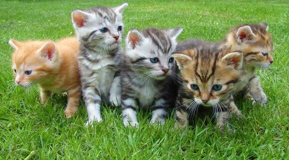 10-common-health-issues-in-senior-cats-and-how-to-manage-them-newsbreak