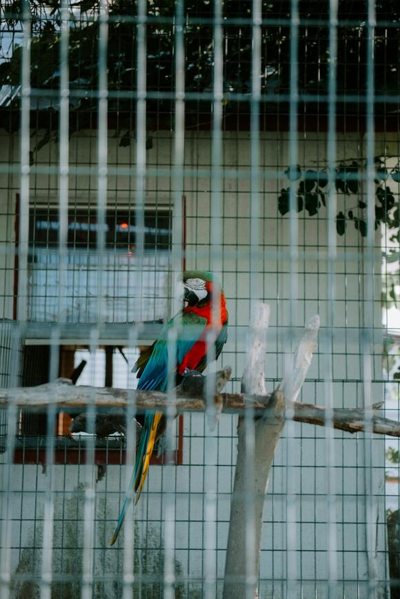 9 Unusual Pet Pairs That Actually Get Along - NewsBreak