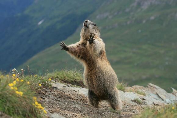 10 Ways to Get Rid of Groundhogs in Your Garden - NewsBreak