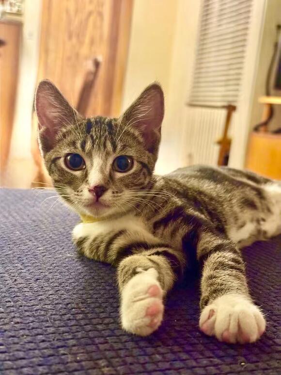 playful-kittens-sweet-adult-cats-ready-for-adoption-in-st-paul
