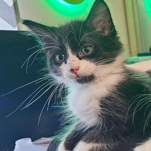 🐱 Playful Kittens Ready for Adoption in Palm Coast - NewsBreak