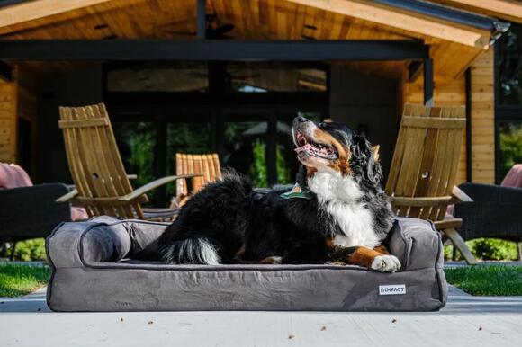15 Gentle Adjustments Vets Recommend Once a Dog Has Entered Its Final ...