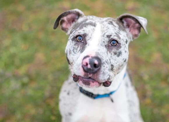 The 6 Dog Breeds That Can Incredibly Climb Trees - NewsBreak