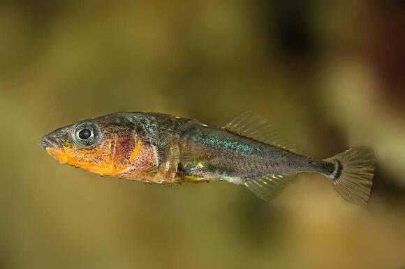 Why These Fish Build Nests as Complex as Birds - NewsBreak