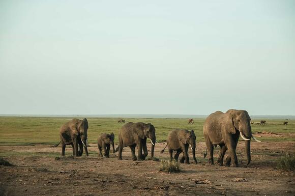 Elephants Never Forget, But Science Just Discovered How Their Memory ...
