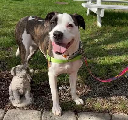 🐶 Playful & Loving Dogs Ready for Adoption in Ithaca - NewsBreak