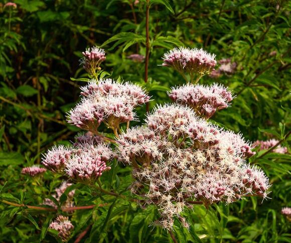 Best fall-blooming native plants – 7 perennials for vibrant garden borders