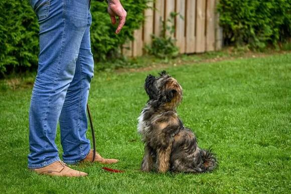 Picture of Psychology Says Dogs Remember Repeated Emotional Patterns for Years ...