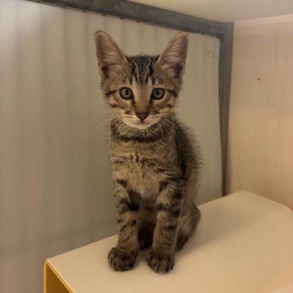 🐱 Sweet Santa Barbara Cats Ready for Adoption and Love - NewsBreak