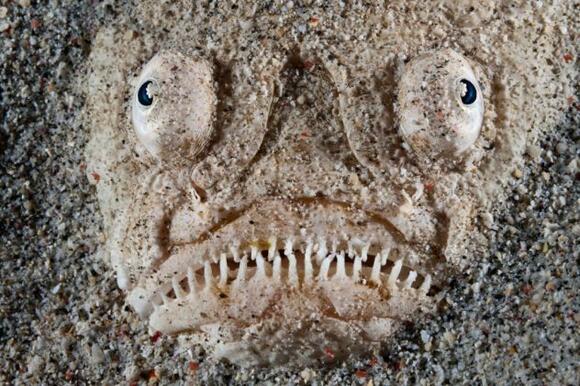 6 spooky sights from nature to give you chills this Halloween - NewsBreak