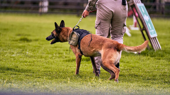 10 Dog Breeds That Tend to Handle Changes in Their Daily Routine Better ...
