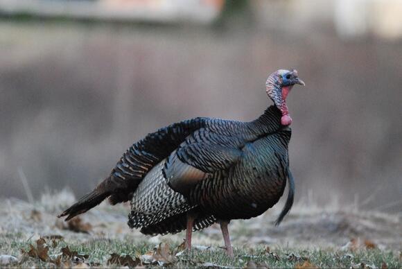 Taste of on sale the wild turkey