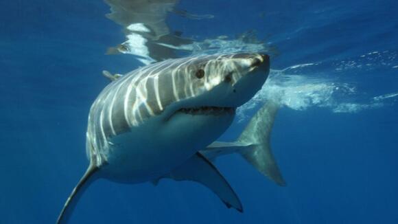 12 Marine Predators With the Most Unique Hunting Skills - NewsBreak