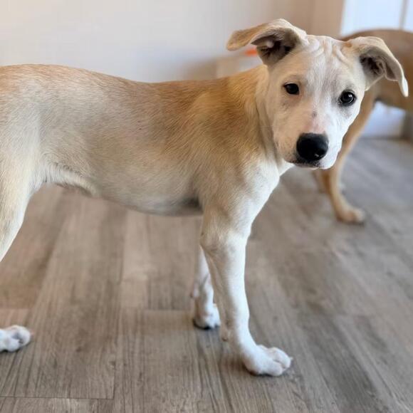 🐶 Playful Catahoula Mix Puppies Ready for Adoption in Green Bay - NewsBreak