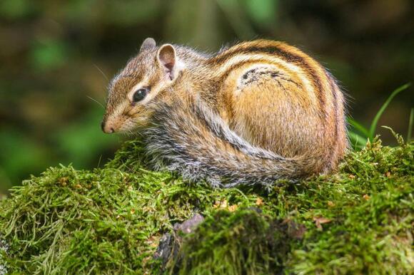 Top 20 States With The Most Chipmunk Species - NewsBreak
