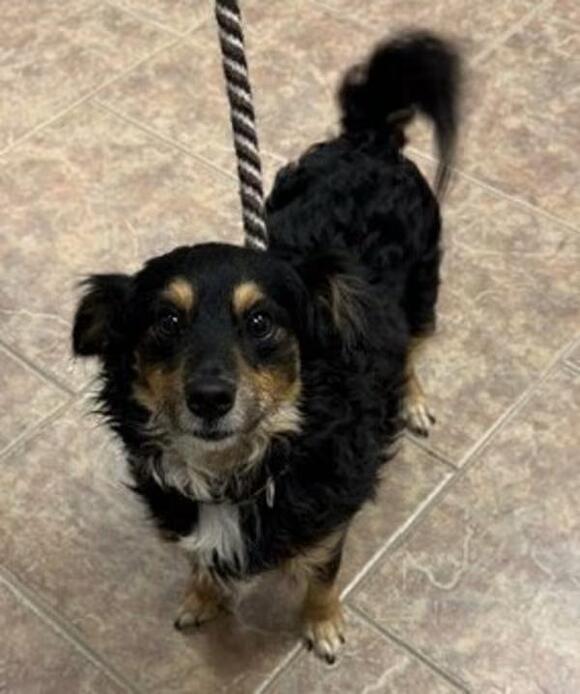 🐶 Playful, Gentle & Loyal Dogs Ready for Adoption in Littleton - NewsBreak