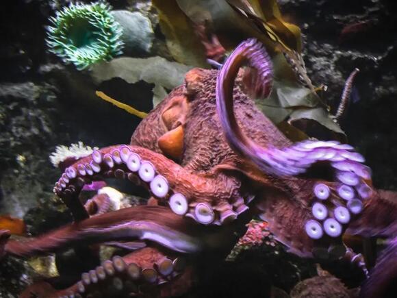 The Hidden Intelligence of Octopuses Will Astound You - NewsBreak