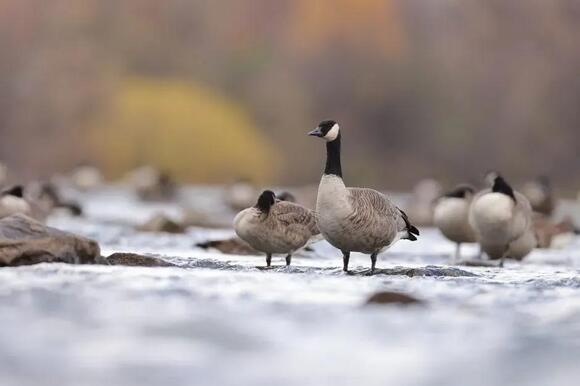 What It Means When Geese Suddenly Change Their Migration Timing - NewsBreak