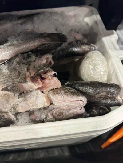 Border agents seize 50 pounds of meth hidden under fish