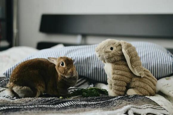 9 Reasons Rabbits Rearrange Blankets and Bedding Even After You Put ...