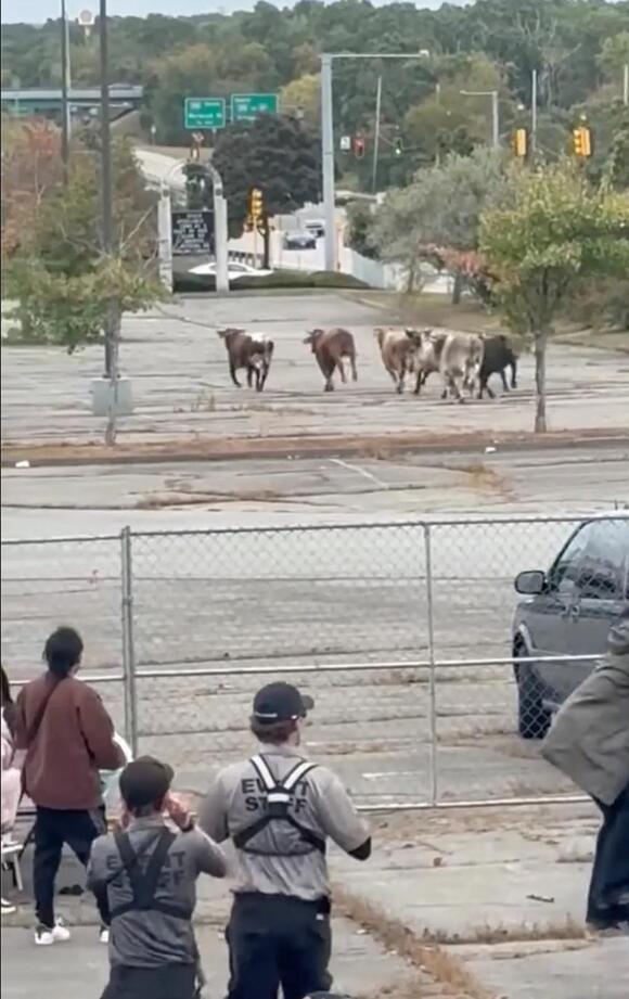8 rodeo bulls escape mall pen and trample through Mass. residents ...