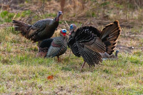 How Fast Are Turkeys? See How Fast They Can Run and Fly