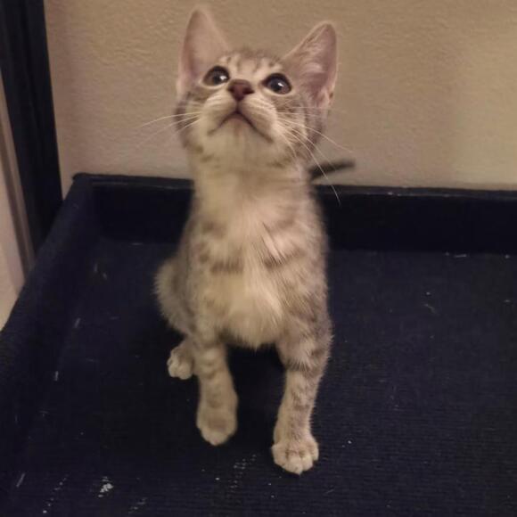 🐱 Sweet Lauderhill Cats & Kittens Ready for Adoption Today - NewsBreak