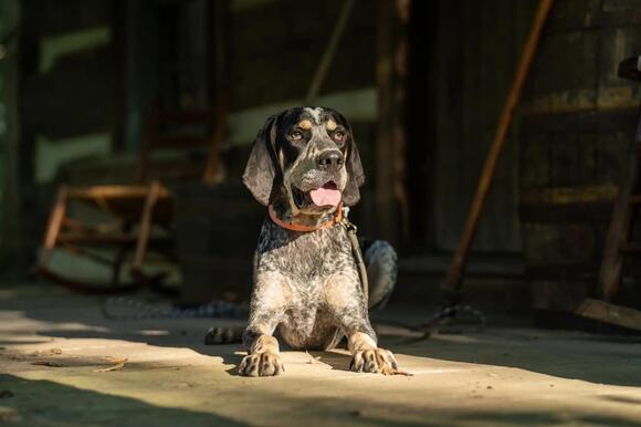 Meet Boone the Bluetick Coonhound, elected honorary mayor of Rabbit ...